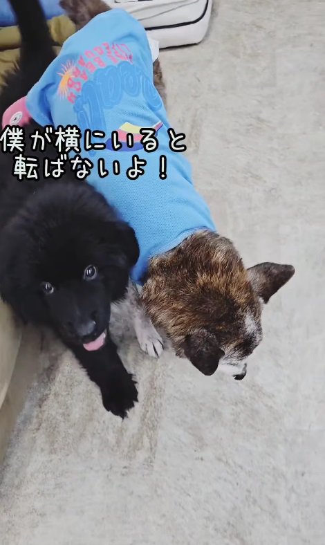 おじいちゃん犬に寄り添い…