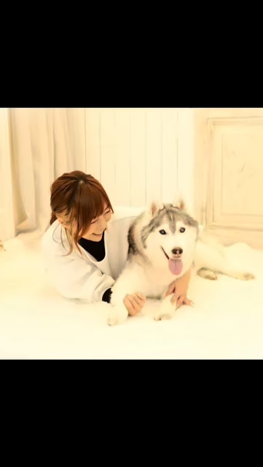 たくさんの犬とうつるハスキー
