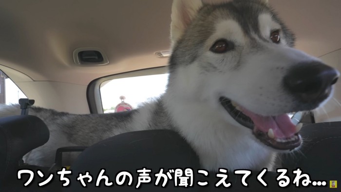 犬舎に着いてソワソワ