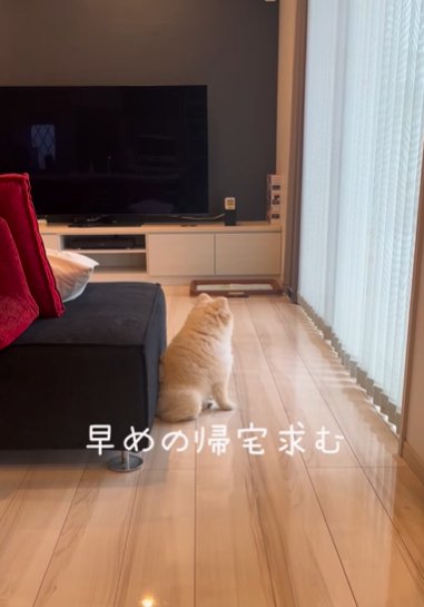 窓を見つめながらポツンと座るポメラニアン
