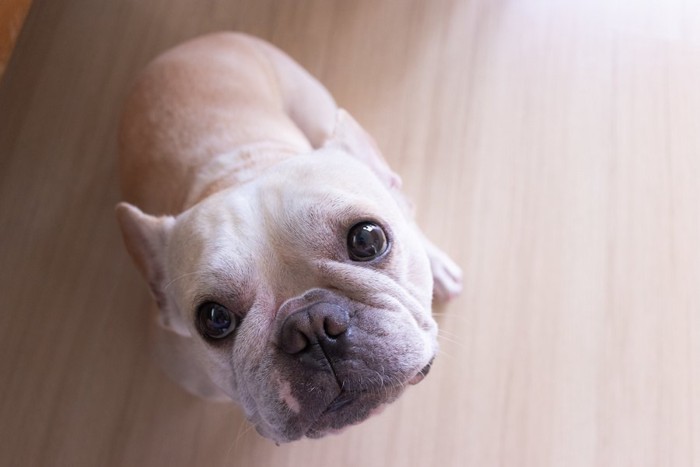 何か言いたげな表情でこちらを見上げる犬