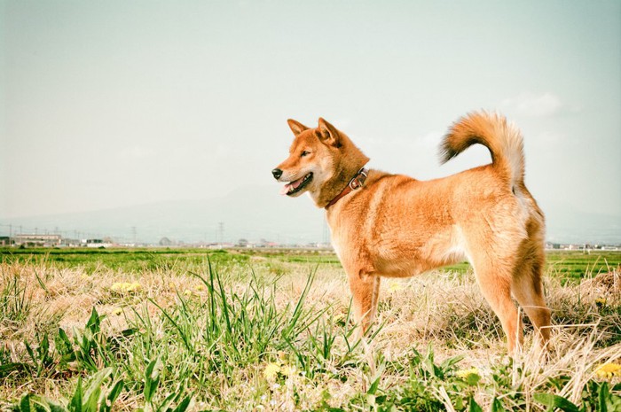 野原に立つ凛々しい柴犬