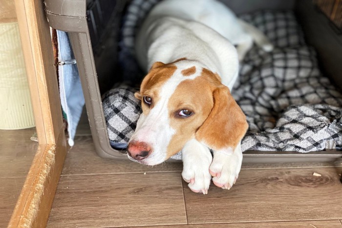 ドッグハウスから見上げる犬