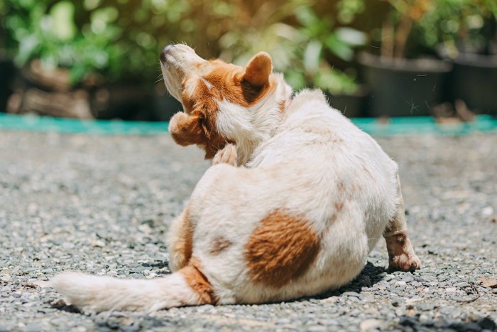 後あしで首元を掻いている犬の後ろ姿