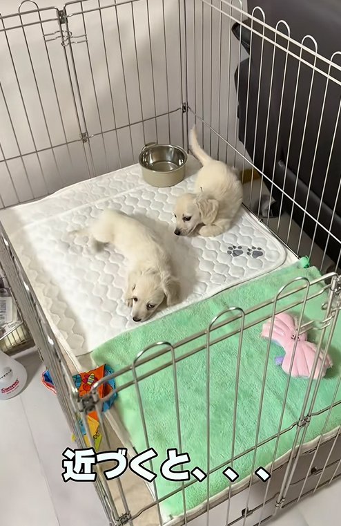 ベッドにいる赤ちゃん犬たち