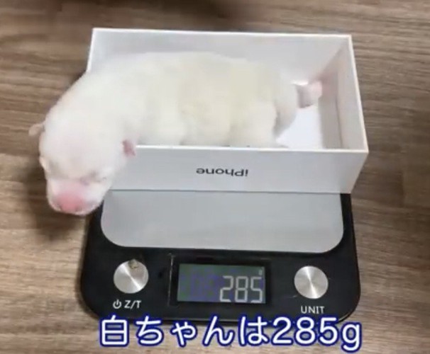 箱から顔を出す白い犬