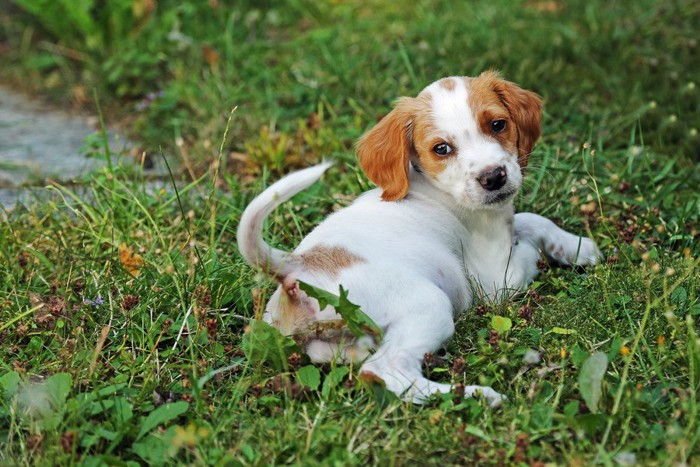 しっぽの方へ振り向く子犬