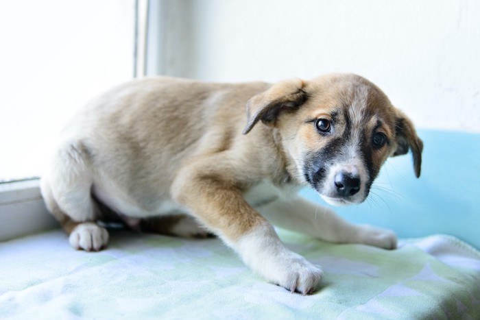 怯えた表情で姿勢を低くする子犬