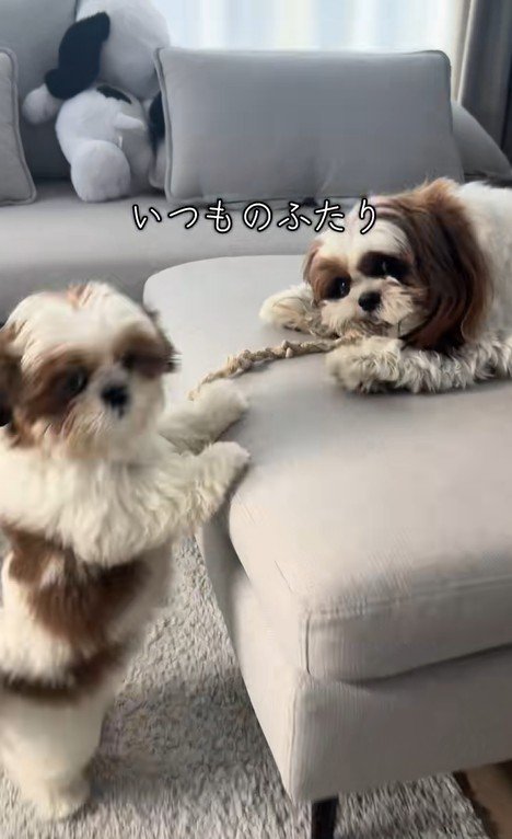 パンちゃん＆コメちゃん3