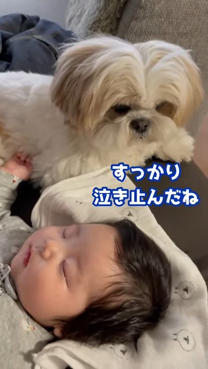 犬と赤ちゃんのアップ