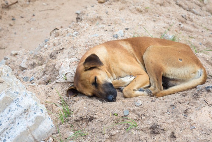 丸まって眠る野良犬