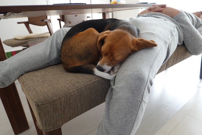 飼い主の足元で寝ている犬