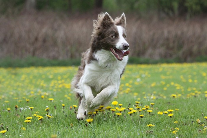 開放的な犬