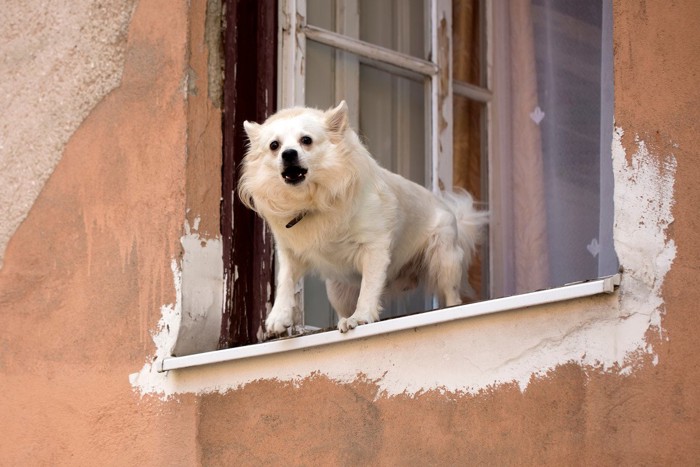 窓から吠える犬