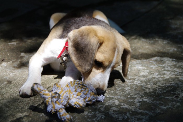 暗い場所でおもちゃを噛んでいる犬