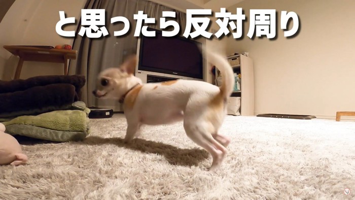 横向きの犬