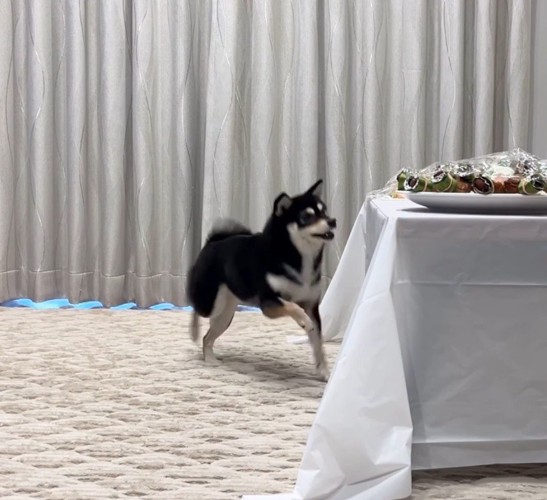 「早く食べたい!」と足踏み