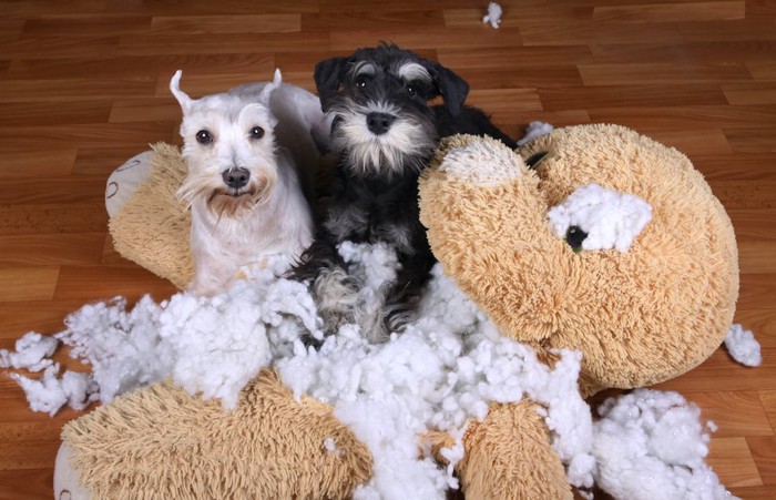 大きなぬいぐるみを破壊した2匹の犬