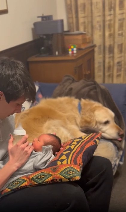 舌を出す犬