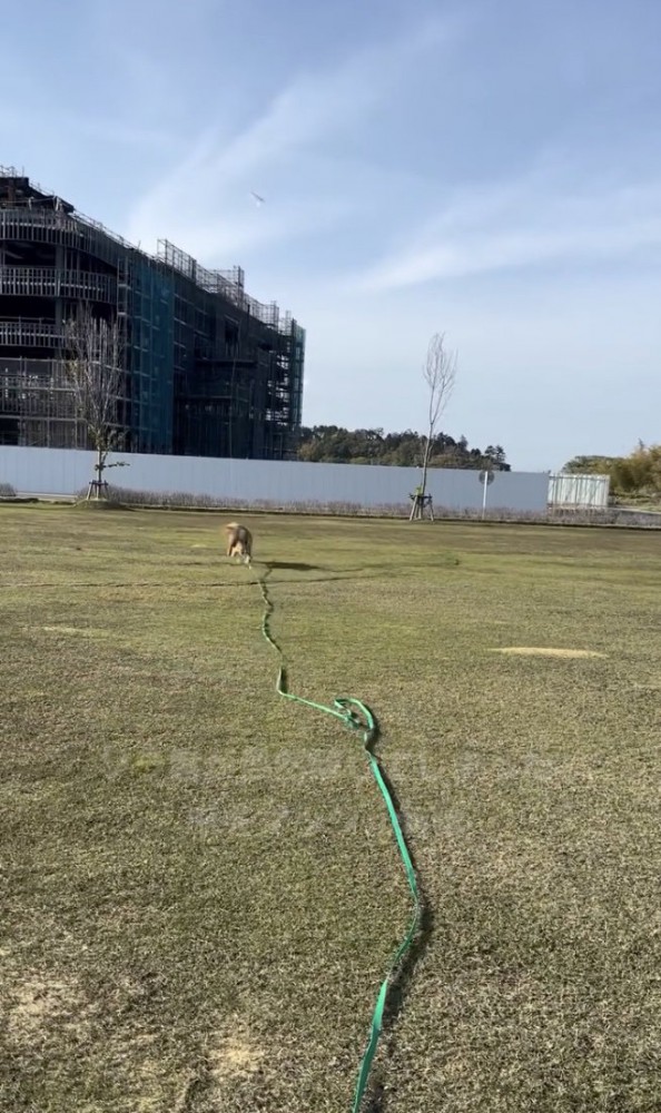 ダッシュ