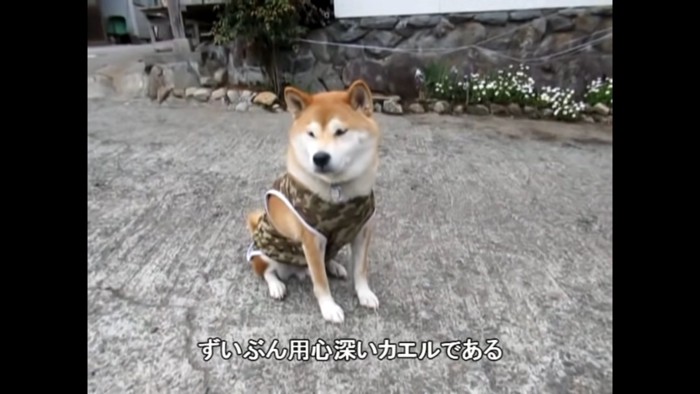 イチちゃんも謎の鳴き声が気になります…