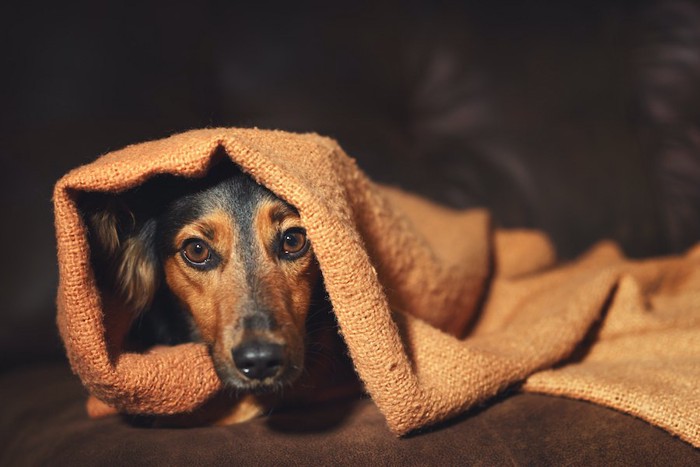 ブランケットに包まって隠れる犬