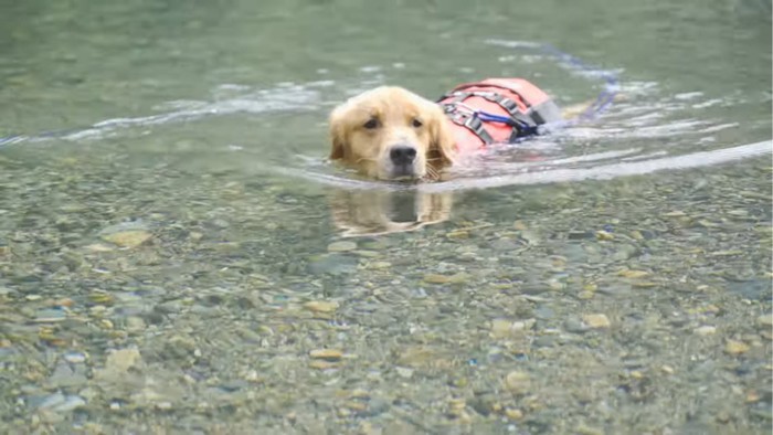 泳いで戻ってくる犬