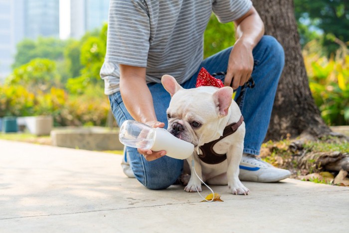 散歩の途中で水をもらう犬