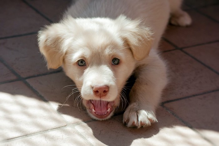 口を開けて伏せる子犬