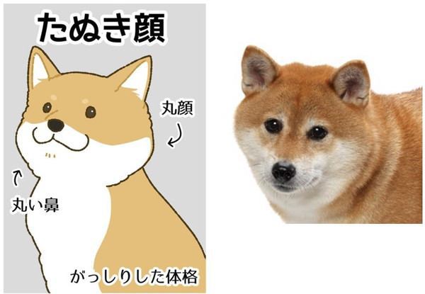 柴犬の「タヌキ顔」の見分け方