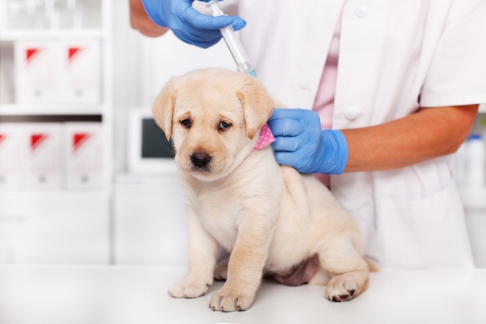 注射される子犬