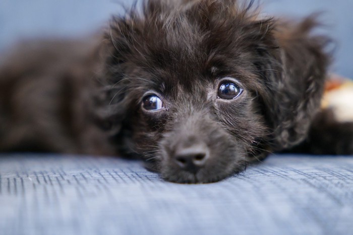 黒い子犬、目を逸らす