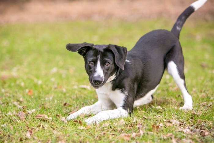 プレイバウする犬