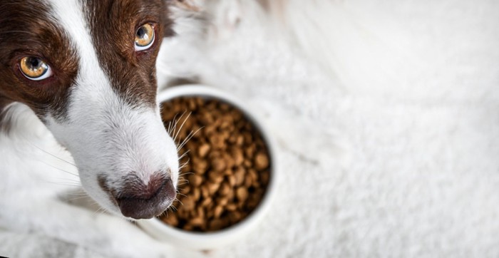 ドッグフードと見上げる犬