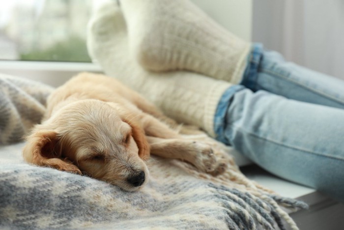 飼い主さんの足元で寝る犬