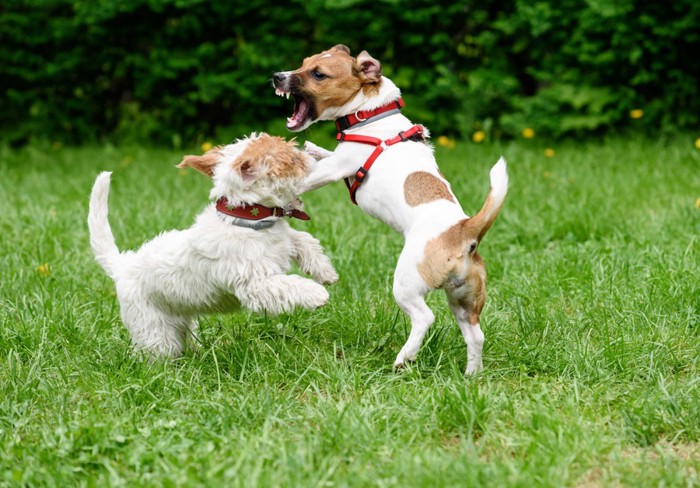 他の犬へ飛び掛かる犬