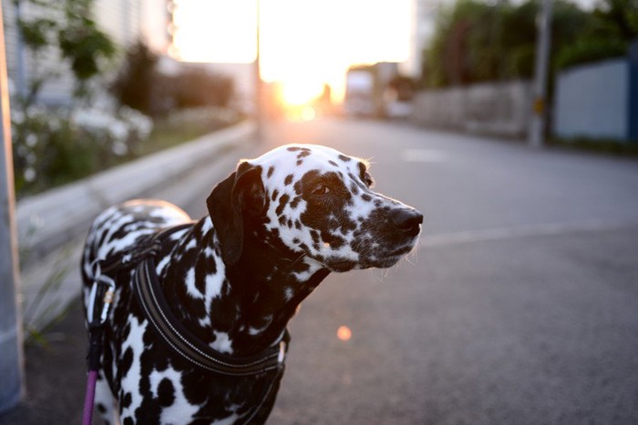 立ち止まる犬