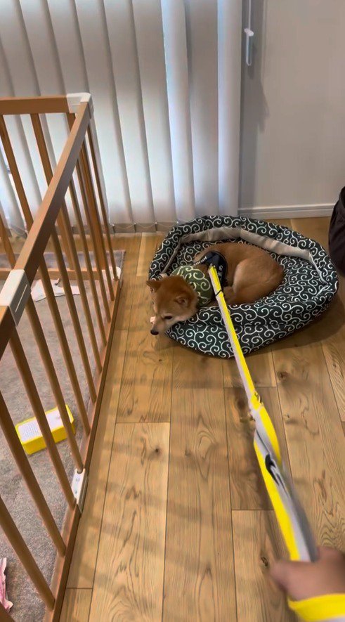 犬のハーネスについたリードを引っ張る飼い主