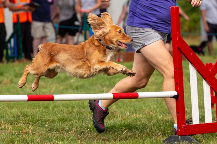 バーをジャンプする犬