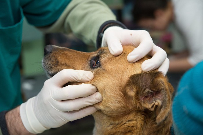 目を診察される犬