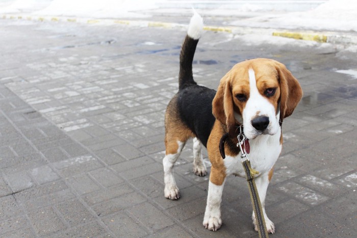 散歩をしている辛そうな犬