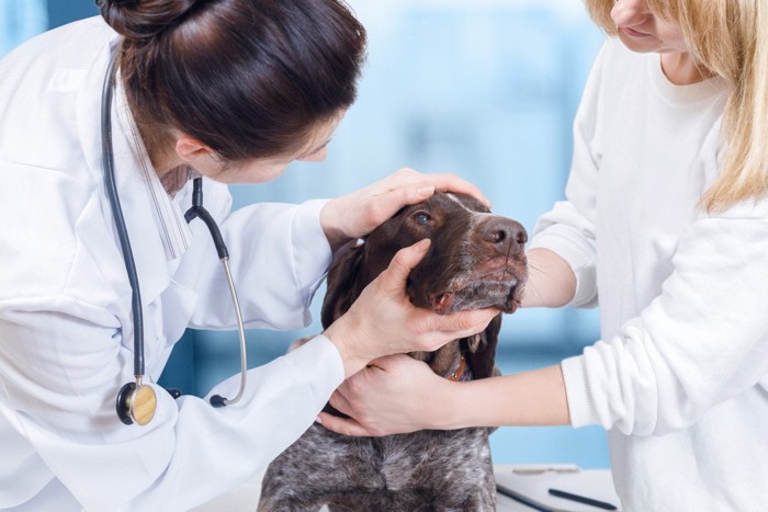 目を診察してもらう犬