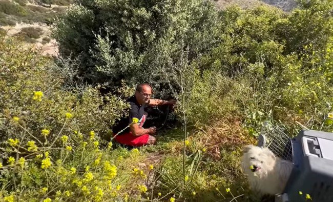 茂みに隠れた犬にリードを装着