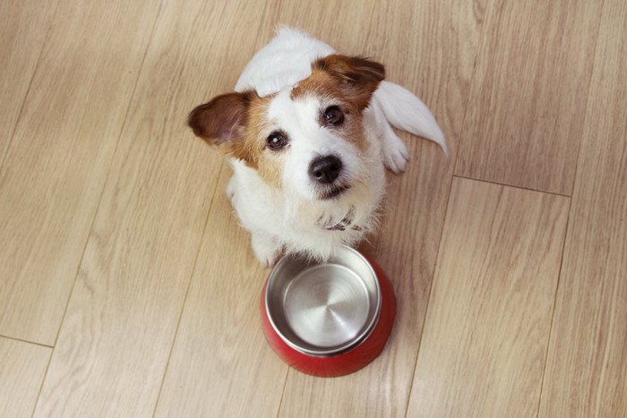 空のお皿の前でこちらを見上げる犬