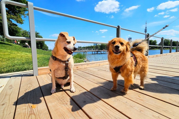 ウィーンの公園を散歩する犬