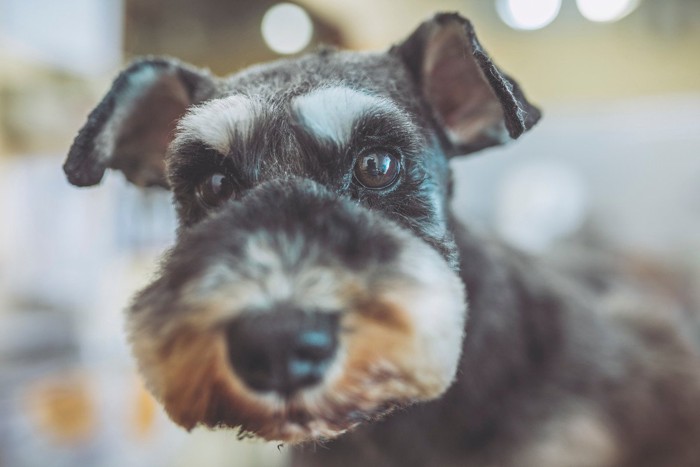 さっぱりとトリミングされたミニチュアシュナウザー