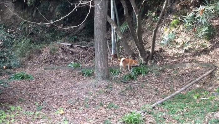 草の匂いを嗅ぐ犬