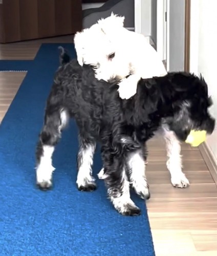 背中を噛む犬