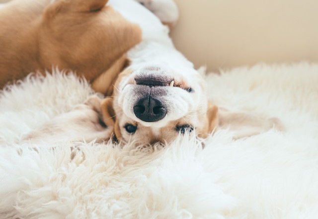 転がっている犬