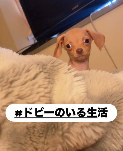 ひょっこり顔を出す♪
